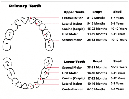 Baby Teeth Chart - FAQ and Answers | Keswick Kids Dental