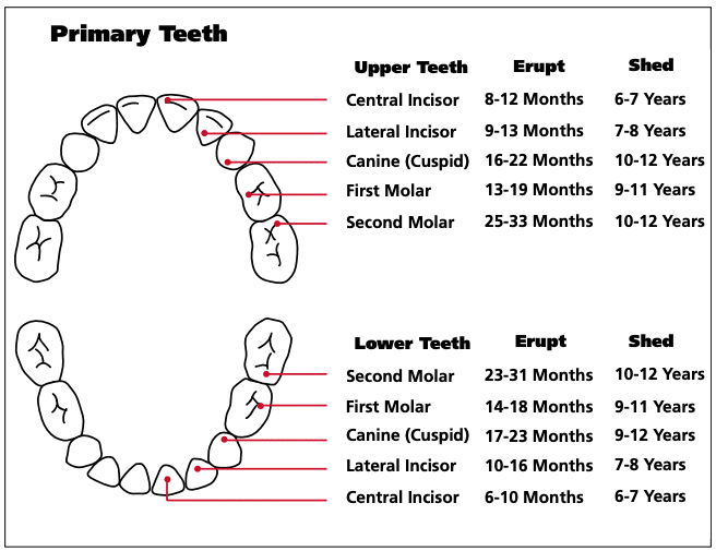 Baby Teeth Chart and FAQs Keswick Kids Dental Clinic